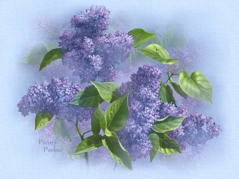 Lilacs